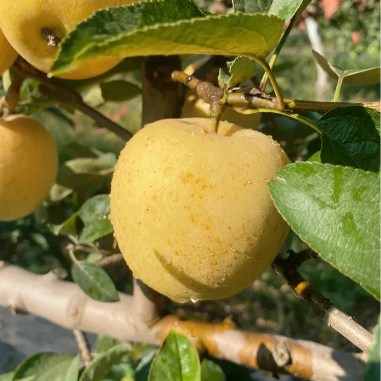 【维纳斯】黄金维纳斯苹果脆甜多汁当季鲜果产地直发