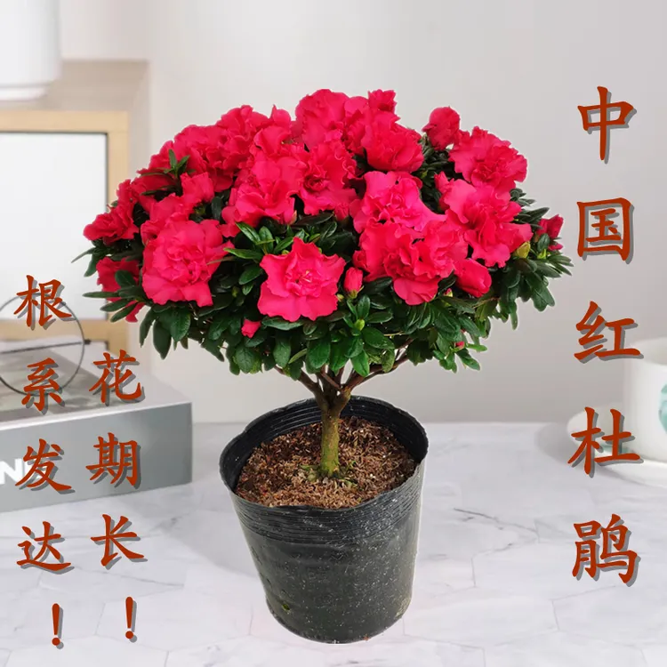 【英子花卉】杨梅红杜鹃花盆栽四季开花不断室内外阳台花卉四季常青盆栽苗好养