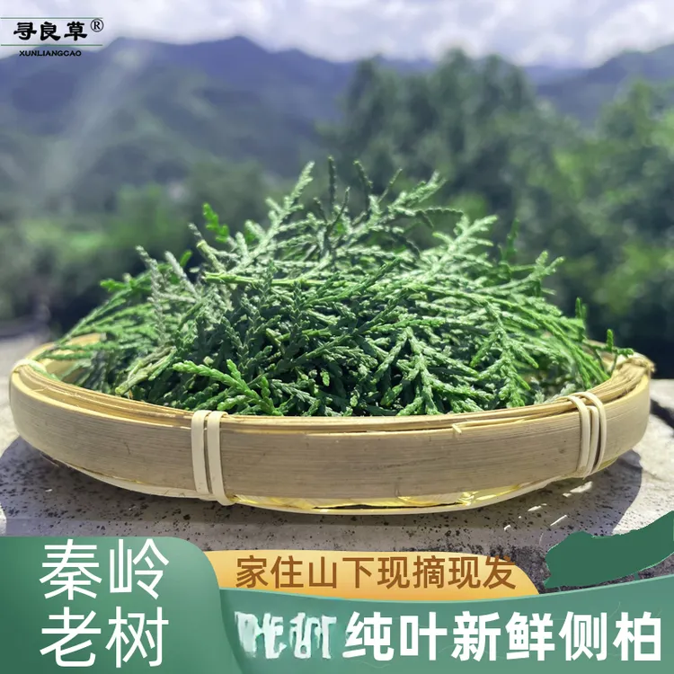 新鲜侧柏叶纯叶子扁柏叶老树阴干侧柏叶代磨粉初级农产品