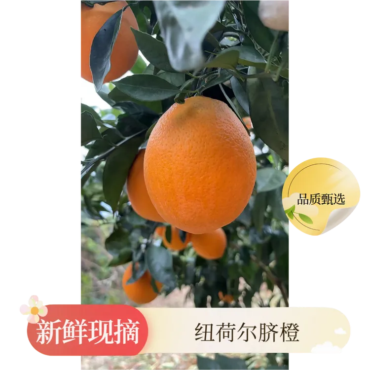 正宗赣南脐橙新鲜现摘细嫩多汁应季水果产地直发维C水果