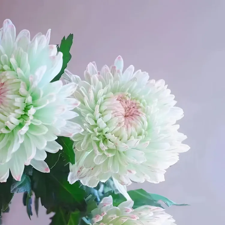 基地直发优质菊花苗绿植多品种庭院室内外阳台四季开花卉鲜花盆栽