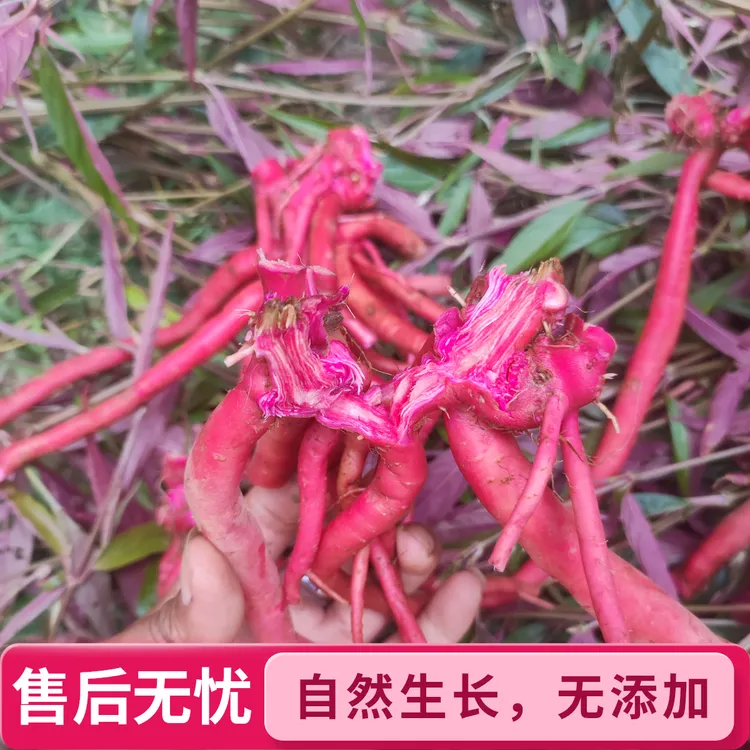 贵州新鲜现挖红牛膝老根可煲汤泡酒