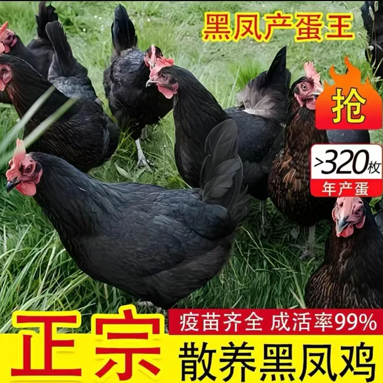 散养黑风鸡 活体宠物鸡  【一 单12只】