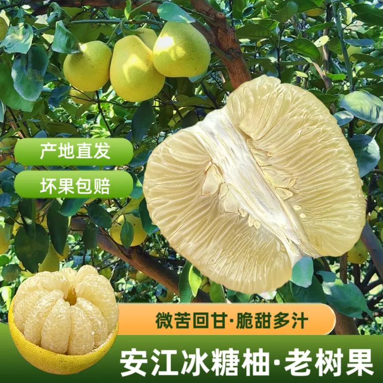 怀化安江雪峰冰糖柚青柚傣柚金兰柚高山老柚子小土柚脆脆麻麻柚