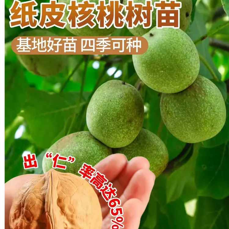 纸皮核桃树苗嫁接核桃果苗南北方四季种植庭院地栽盆栽当年结果