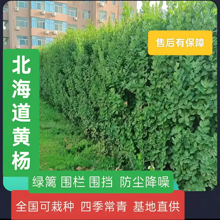 北海道黄杨绿化户外冬青绿植绿篱篱笆墙四季常青耐寒耐旱庭院围栏