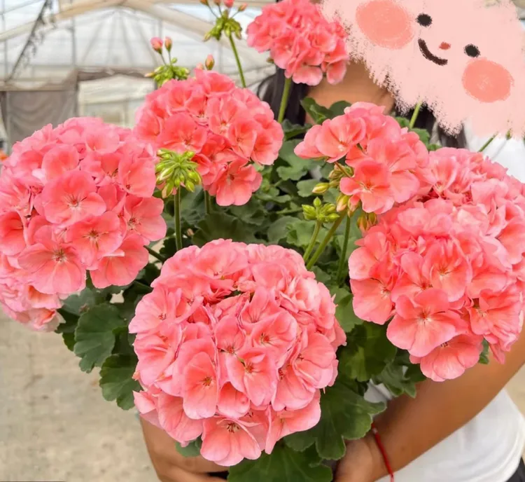 【菲舍857-淡鲑鱼】直立天竺葵 粉橙色大花球（带花苞 包对版）