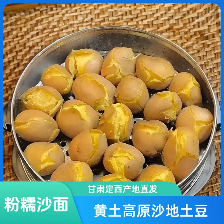 {粉糯面沙}甘肃定西土豆黄土高原沙地种植老品种产地直发沙面土豆