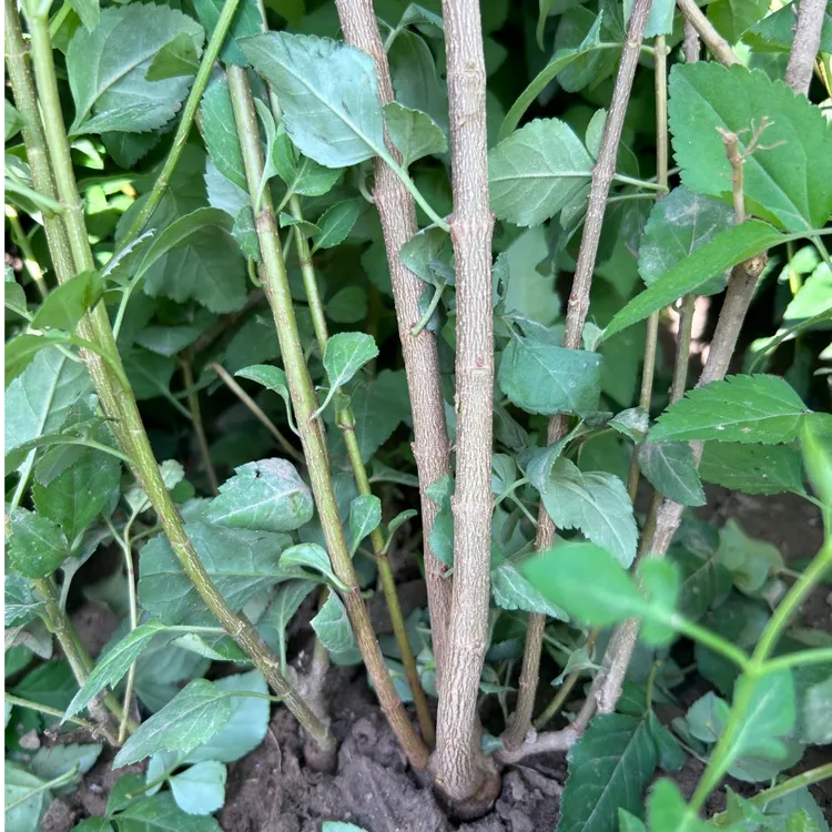 药用多头高产连翘苗适合多年种植的优质苗木