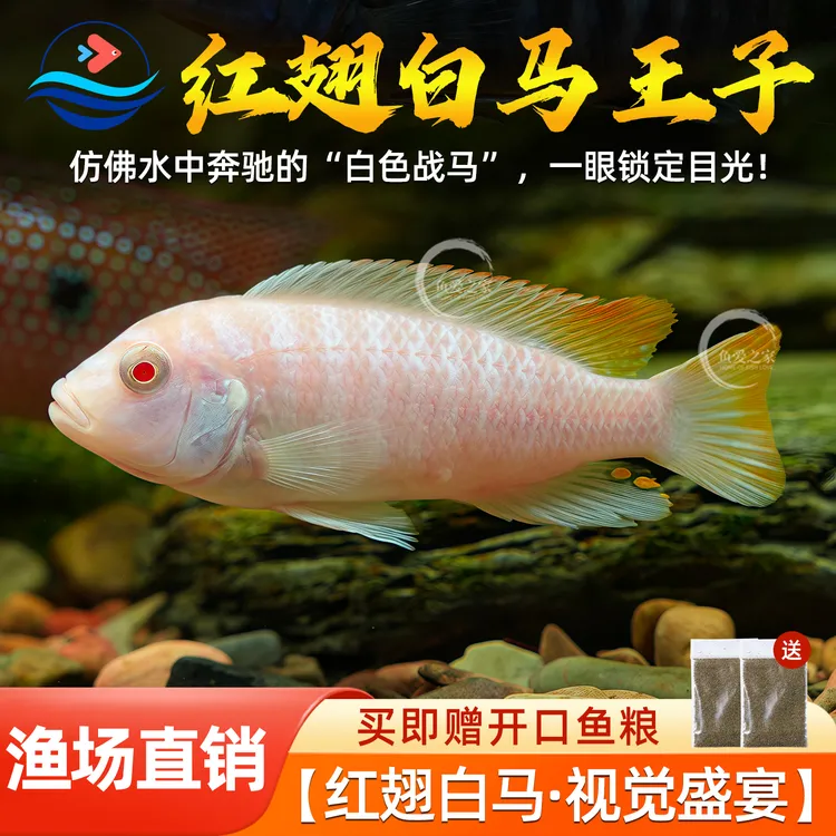 白马王子三湖慈鲷鱼热带淡水鱼非洲王子蓝斑马维纳斯活体观赏鱼