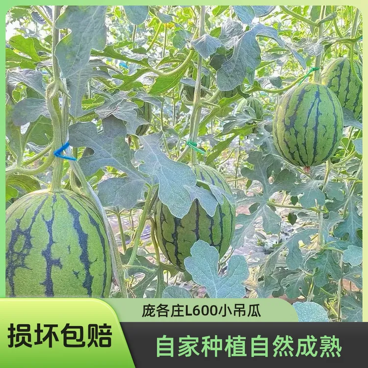 正宗庞各庄西瓜国家地理标志产品脆甜多汁还包邮