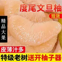 福建度尾文旦柚老树果当季现摘白心红心正宗度尾老树文旦柚