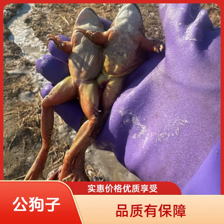 东北河鲜公狗子蛤蟆东北特产新鲜东北蛙活林蛙（三斤)青蛙鲜活