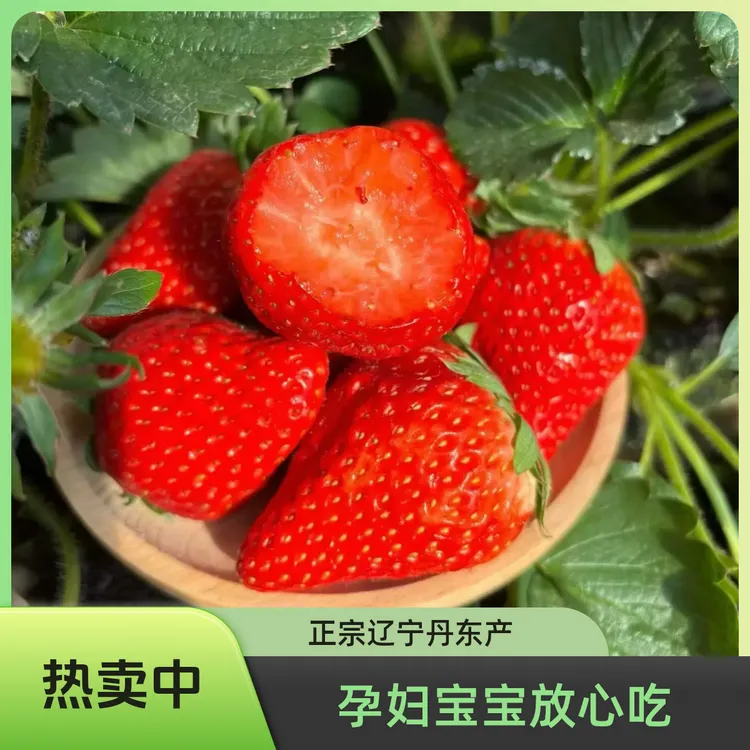 丹东久久草莓 老人孕妇宝宝 放心吃 现摘现发 顺丰包邮 坏果包赔