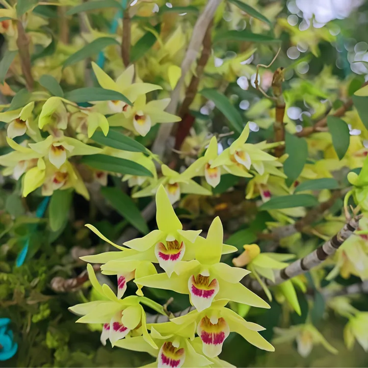 特级养生茶石斛干花新鲜采摘烘干冲泡饮用树上种植花茶20g灌装