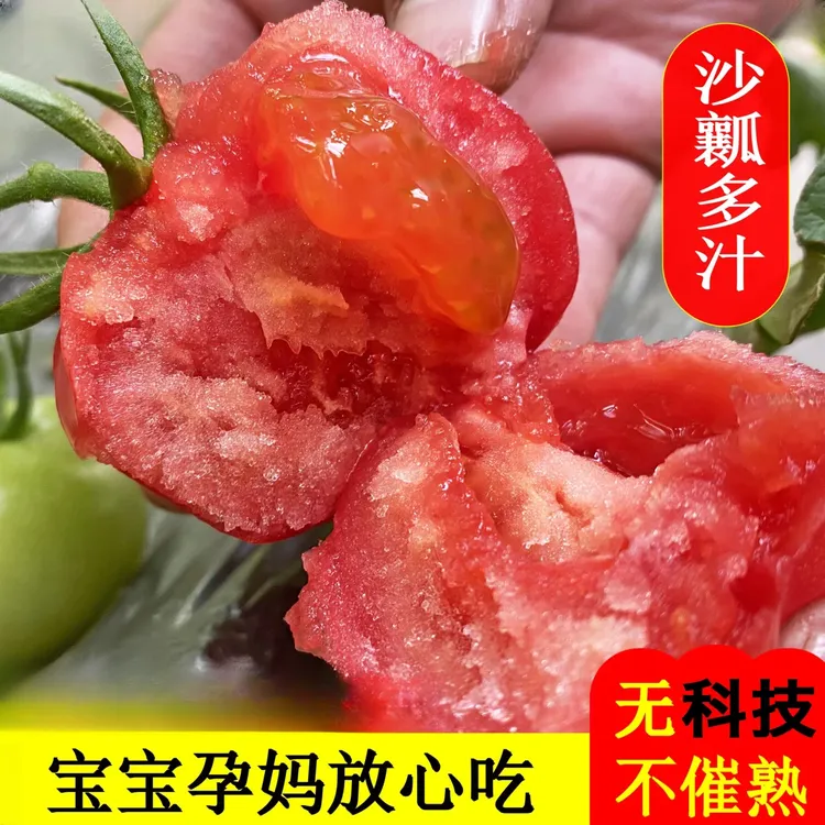 西红柿自然熟番茄沙瓤现摘现发新鲜露天种植多汁水果蔬菜生吃做菜