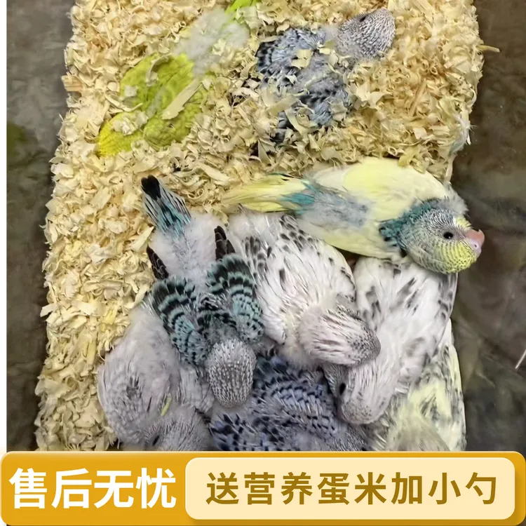 手养亲人半毛虎皮鹦鹉特色雏鸟会说话的活体宠物不退不换