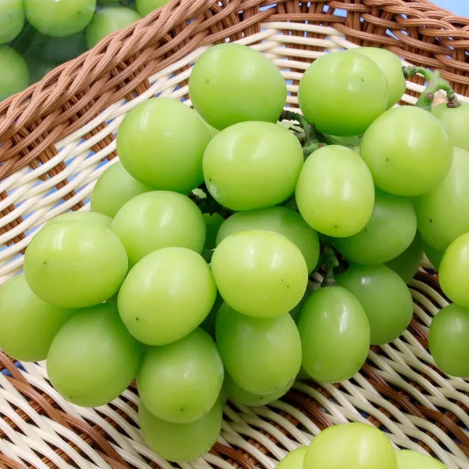 云南迪士尼阳光玫瑰葡萄