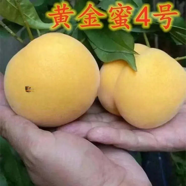 正宗黄金蜜4号桃树苗嫁接桃树苖黄桃南方北方种植果苗