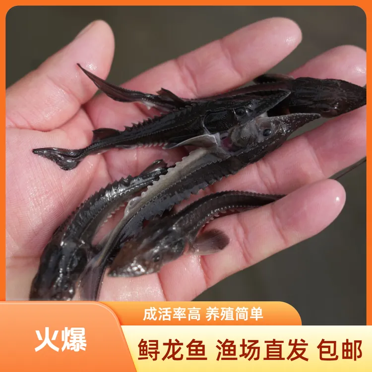 【活体】贵州优质尖嘴寻龙鱼 鲟龙鱼（7-16cm）观赏鱼淡水鱼冷水鱼