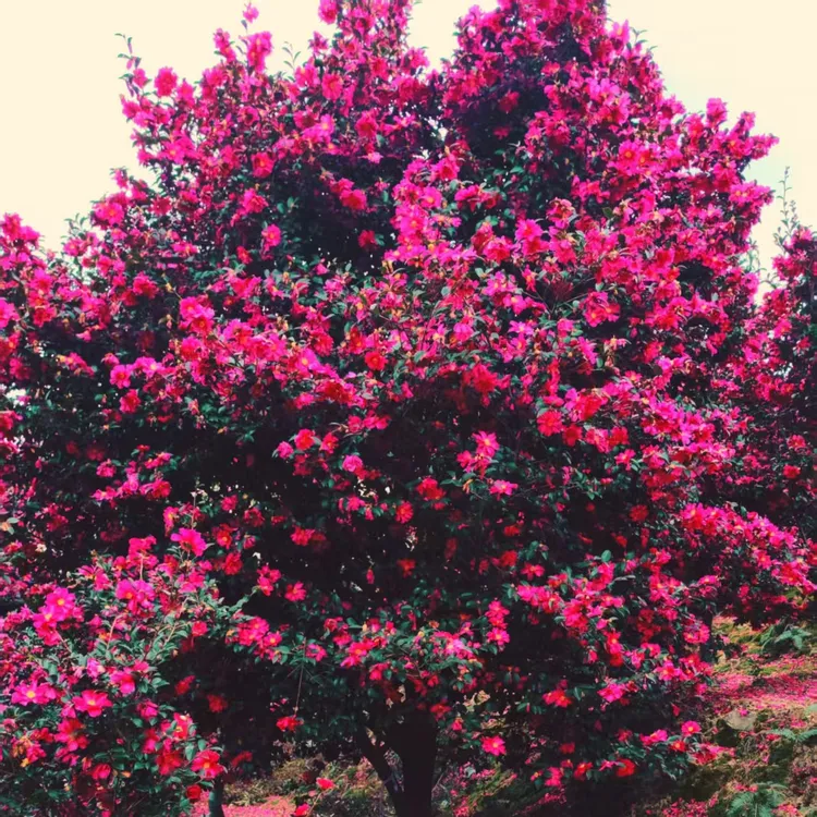 耐寒冬季开花茶梅树苗庭院绿化植物
