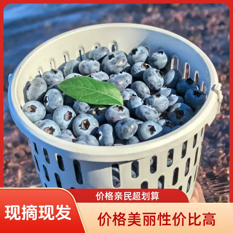 当季新鲜甄选【现摘花香蓝莓】现摘现发当季 特果 蓝莓宝妈孕妈蓝莓