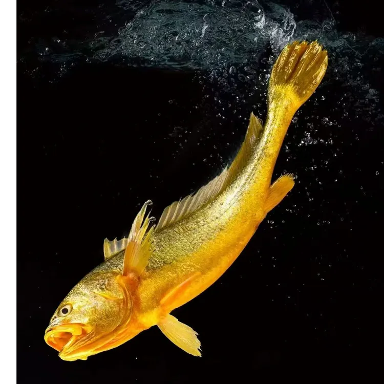 宁德深海无土腥味大黄鱼深夜捕捞冰鲜顺丰包邮新鲜黄花鱼大黄花鱼