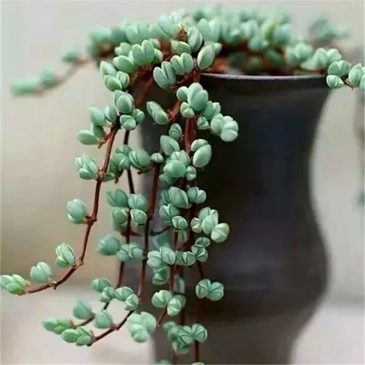碧玉莲开花多肉植物群生垂钓绿植易爆盆多肉吊兰花卉盆栽