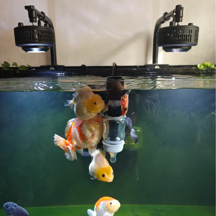 奶瓶喂鱼器真正全面升级款不浑水可看见鱼食下落吃完