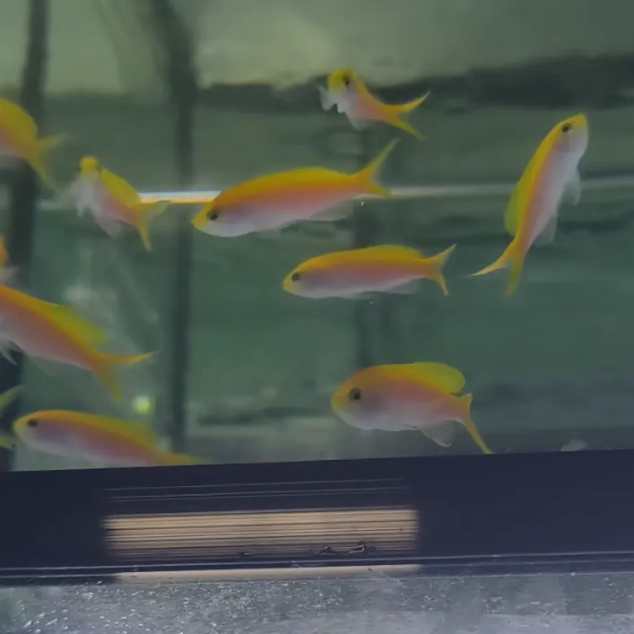 夏威夷宝石(公)