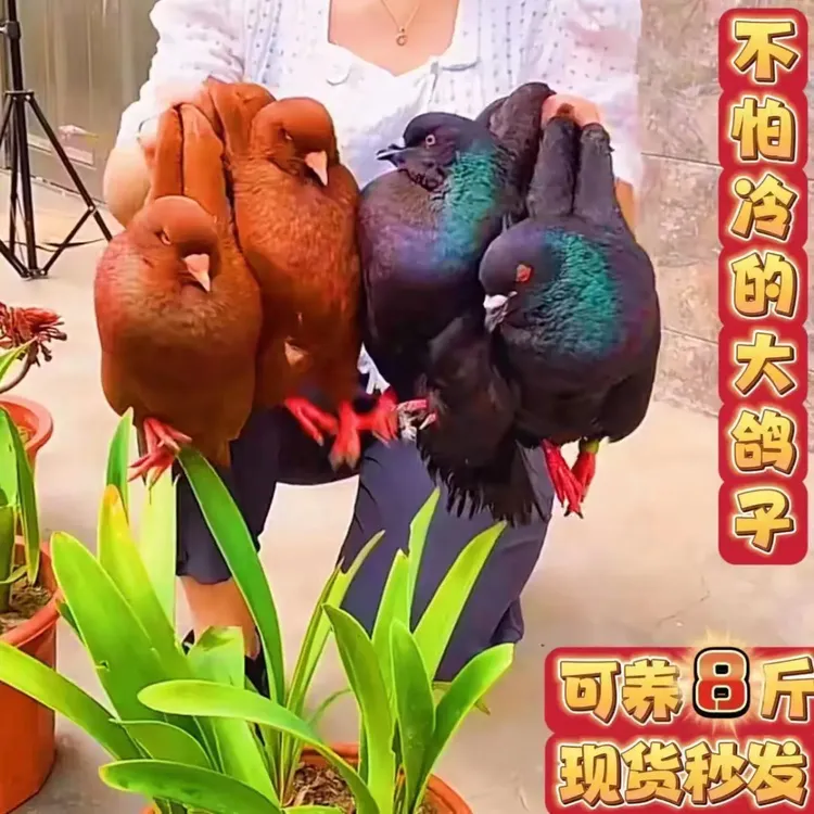 纯种特大种 大体鸽子活物一对元宝鸽 包邮包活包繁殖种鸽