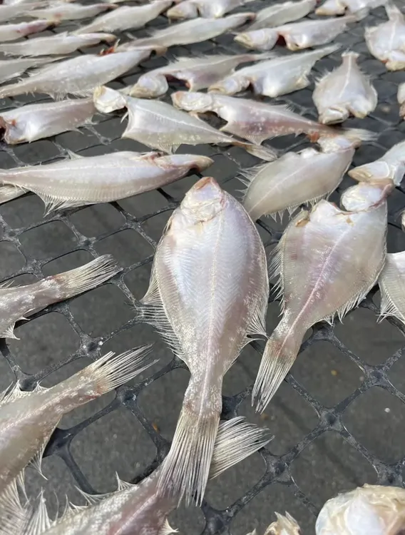 大连一卤鲜偏口鱼干/3斤/微咸