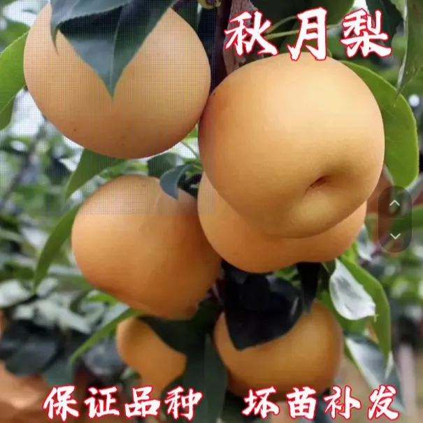  嫁接秋月梨树苗晚熟果树苗梨苗 庭院盆栽地栽南北方种植当年结果