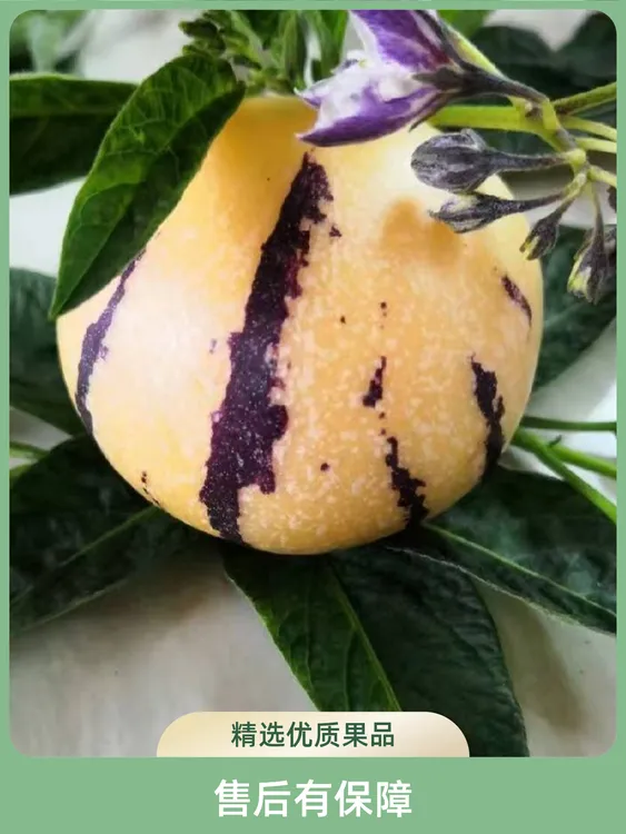 云南石林人参果 新鲜清甜多汁坏果包赔