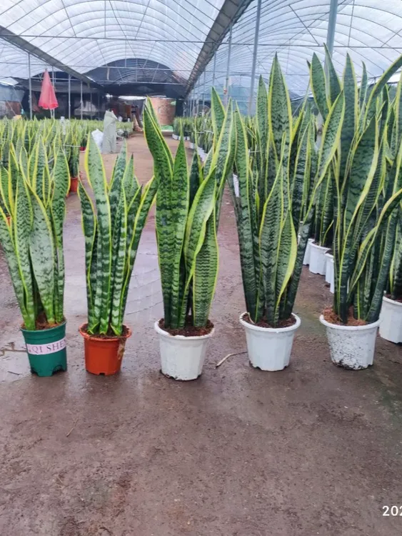 高脚金边虎皮兰盆栽大型室内绿植可吸甲醛四季好养活
