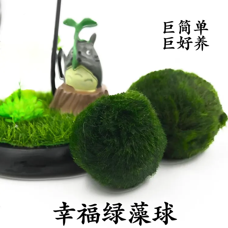 绿藻球懒人植物幸福海藻球创意微景观生态缸草缸造景水培活体水草