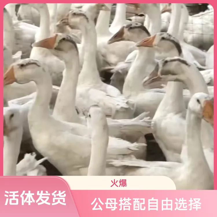 宠物活的发货五个月大三花鹅鸭方便好养顺丰包邮公的可以长到15斤