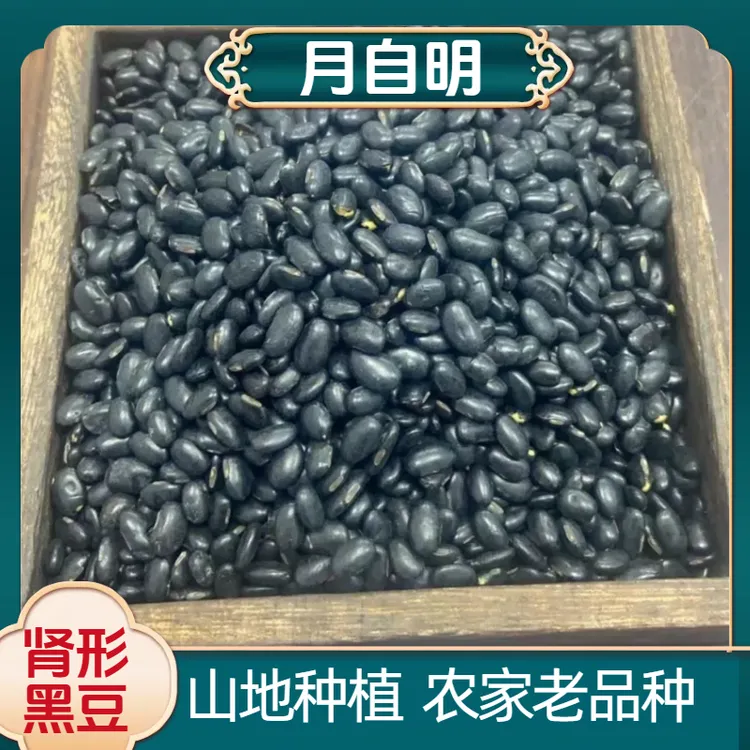 月自明 老品种肾形黑豆500克/罐