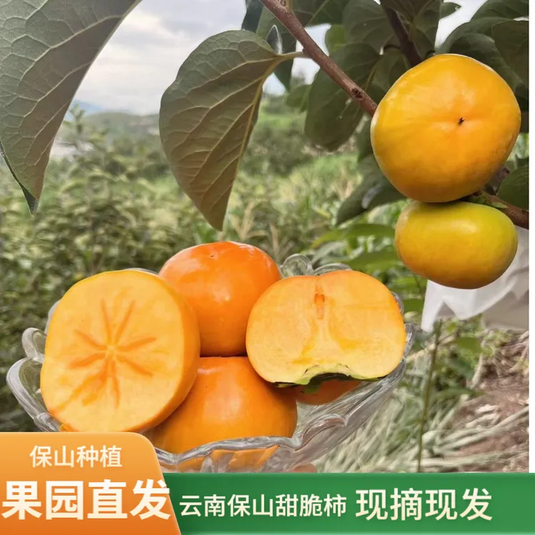  正宗云南脆柿新鲜次郎应季甜脆水果整箱批发冰糖心脆柿子脆甜