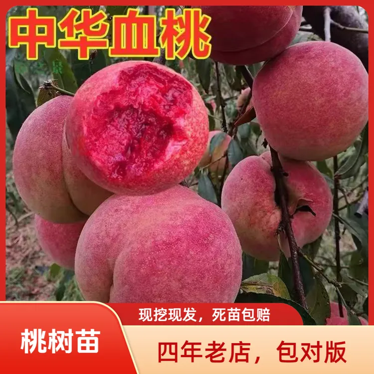 新品种嫁接桃树苗中华血桃水蜜桃蟠桃大果无核脆甜南北方均可种植
