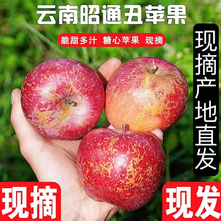 云南昭通丑苹果新鲜应季脆甜多汁冰糖昭通糖心苹果水果现摘