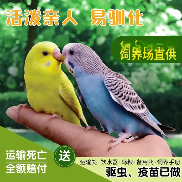 国血台血欧血混血大头虎皮鹦鹉亲人可上手 一物一拍