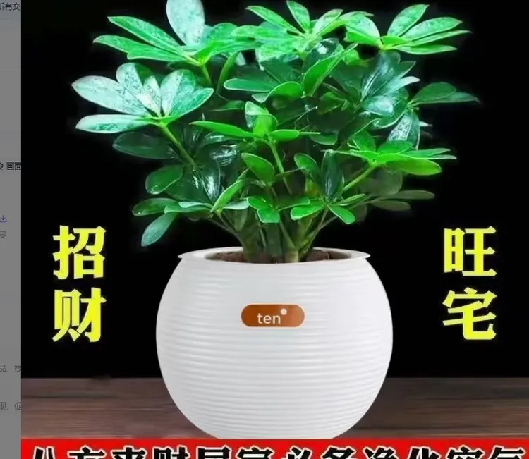 鸭脚木【八方来财】绿植盆栽室内客厅土培水培四季花卉招财树