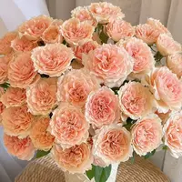 鲜花【杏色啦啦队】同地址两单以上顺丰包邮送货上门+送配草1扎