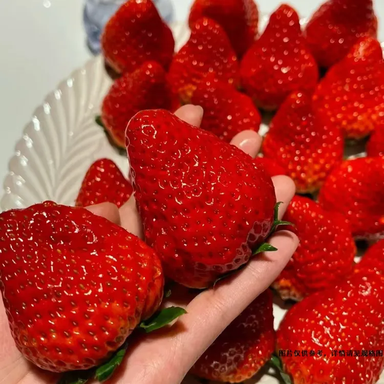 【牛奶草莓果王】丹东草莓新鲜采摘产地直发空运包邮丹东99大草莓