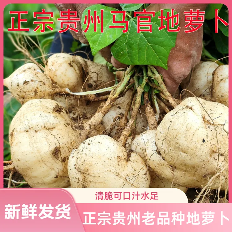 【推荐购买】正宗贵州老品种地萝卜凉薯地瓜沙葛可生吃做菜现挖现发