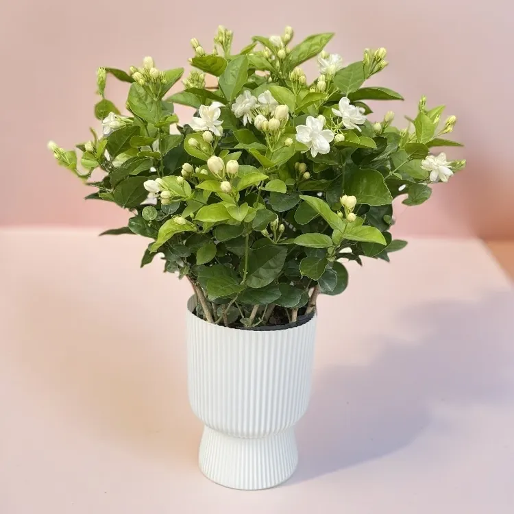 茉莉花盆栽浓香型室内阳台花卉绿植驱蚊净化空气广西阳台花卉盆栽