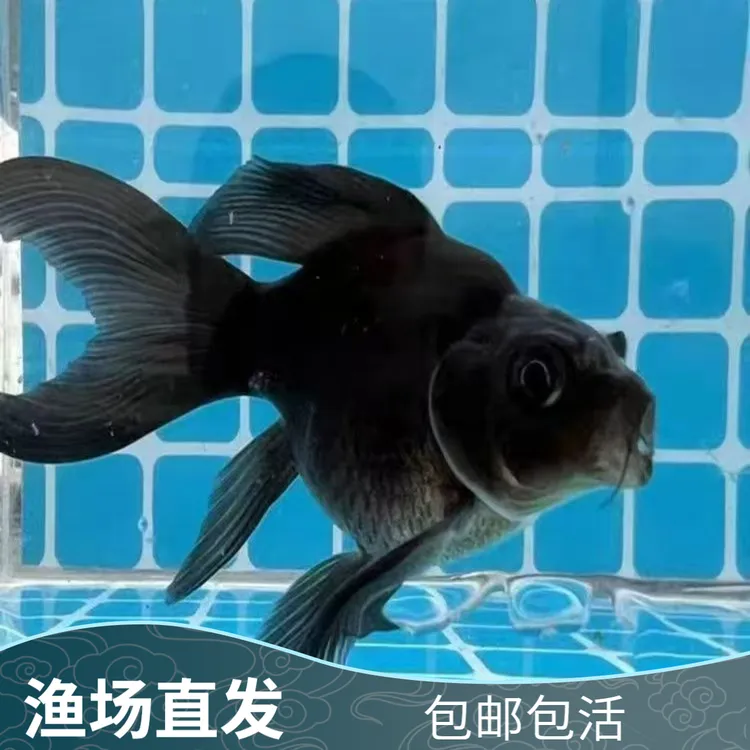 精选墨蝶球身蝴蝶鲤冷水观赏鱼好养耐活大旗大尾鱼苗
