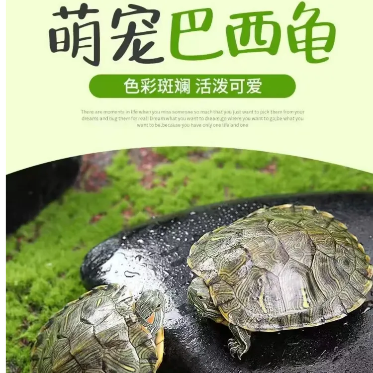 【每只9-11厘米】外塘红耳巴西龟小乌龟活物活体萌宠物观赏家养好养