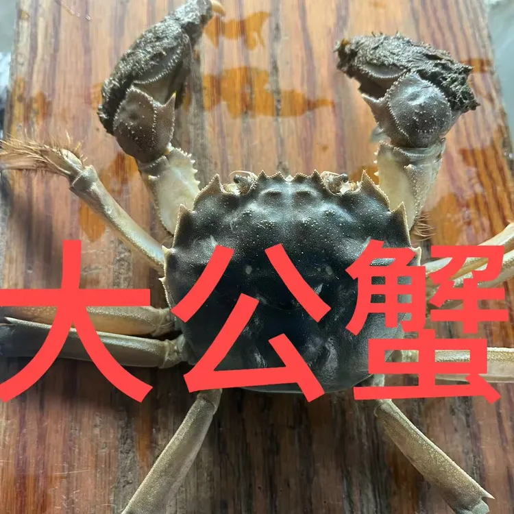 鲜活特大母螃蟹4.0-3.7两5只5.0-4.7公蟹5只到手10只礼盒包装顺丰
